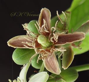  Flower